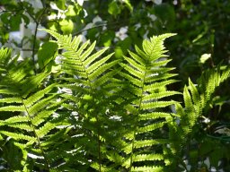 Dryopteris filix mas